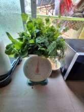 Healthy plants