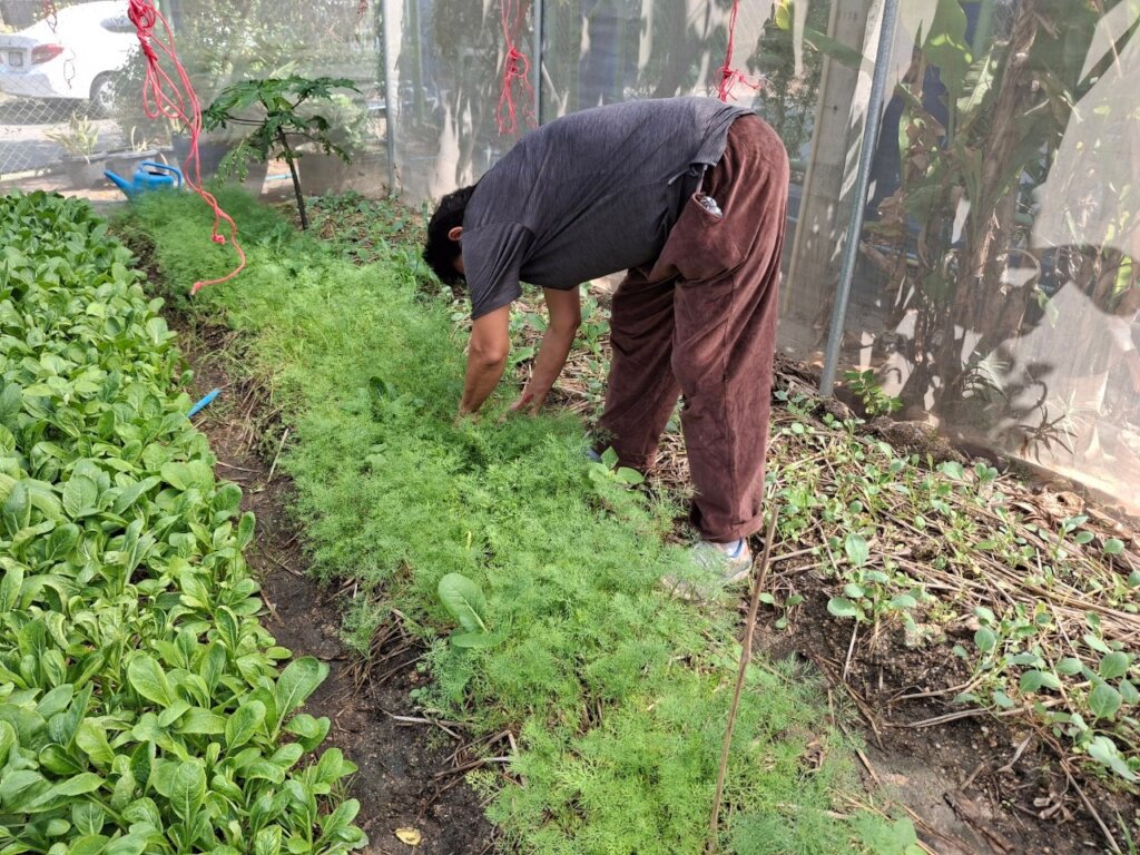 Time for picking!