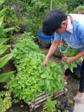 Lush gardens producing herbs