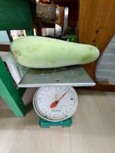 It's a whopper!