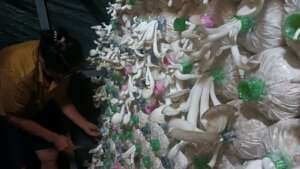 Growing mushrooms