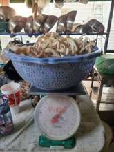 We have many baskets of mushrooms harvested daily.
