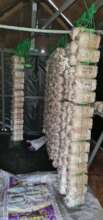 Mushroom bags suspended by rope