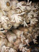 Mushrooms in bloom