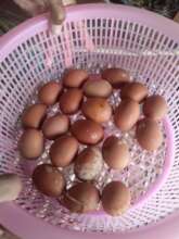 We are collecting eggs 3 times a day!