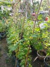 Trellises for cucumber plants