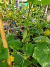 We grow the small cucumbers