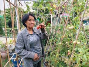 Getting some tomatoes!