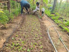 Planting seedlings that have been grown from seed.
