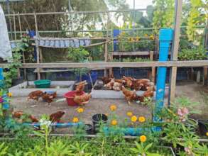 Chicken coop
