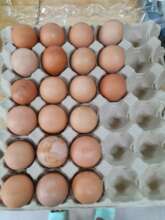 Our hens lay lots if eggs every day.