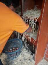 Collecting eggs