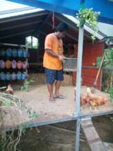 Caring for chickens