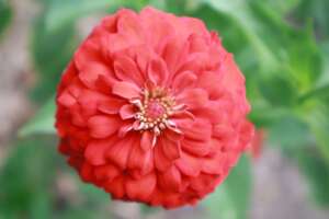 Beautiful flowers