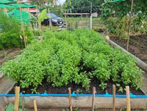 The slum garden flourishing.