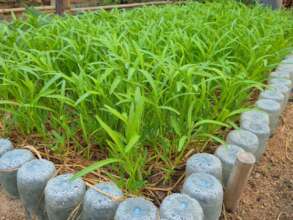 Using recycled water bottles for plant beds