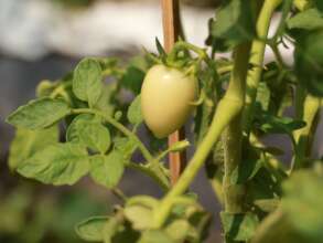 Tomatoes are coming!