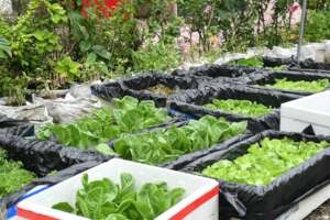 Seedlings waiting to be plants