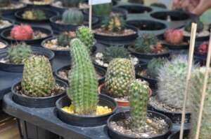 Beautiful cacti