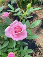 A beautiful rose