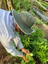 Picking tiny egg plants used in Thai dishes