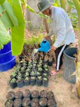 Her new seedlings