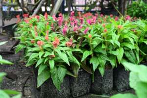 Flowering plants for sale too