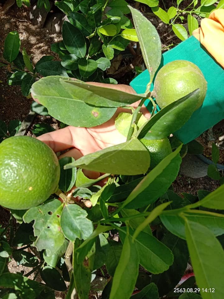 Garden to Market- Helping the poor to grow food!