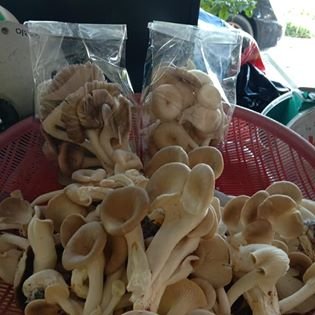 Garden to Market- Helping the poor to grow food!