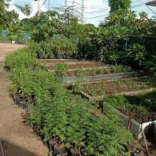 Our current garden