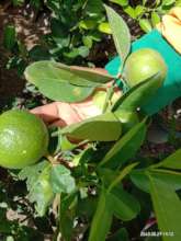 Limes we have grown