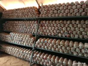 Our mushroom project with 500 plants