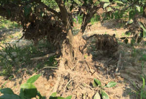 Mandarin seedlings suffering from mud