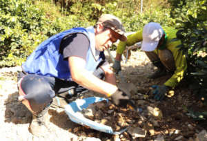 Extracting mud attached to seedlings
