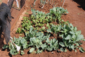 Gardens of Hope