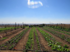Paul's flourishing crops