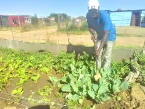 Mr Sibilwane tending to his garden