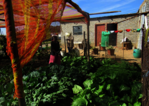 Martha working in her garden