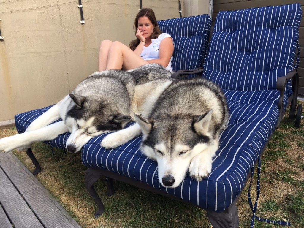 New Lease For Husky Rescue KZN, ZAR