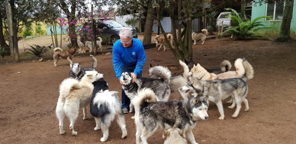 Giant Alaskan Husky Malamute Rescue New Lease For Husky Rescue KZN