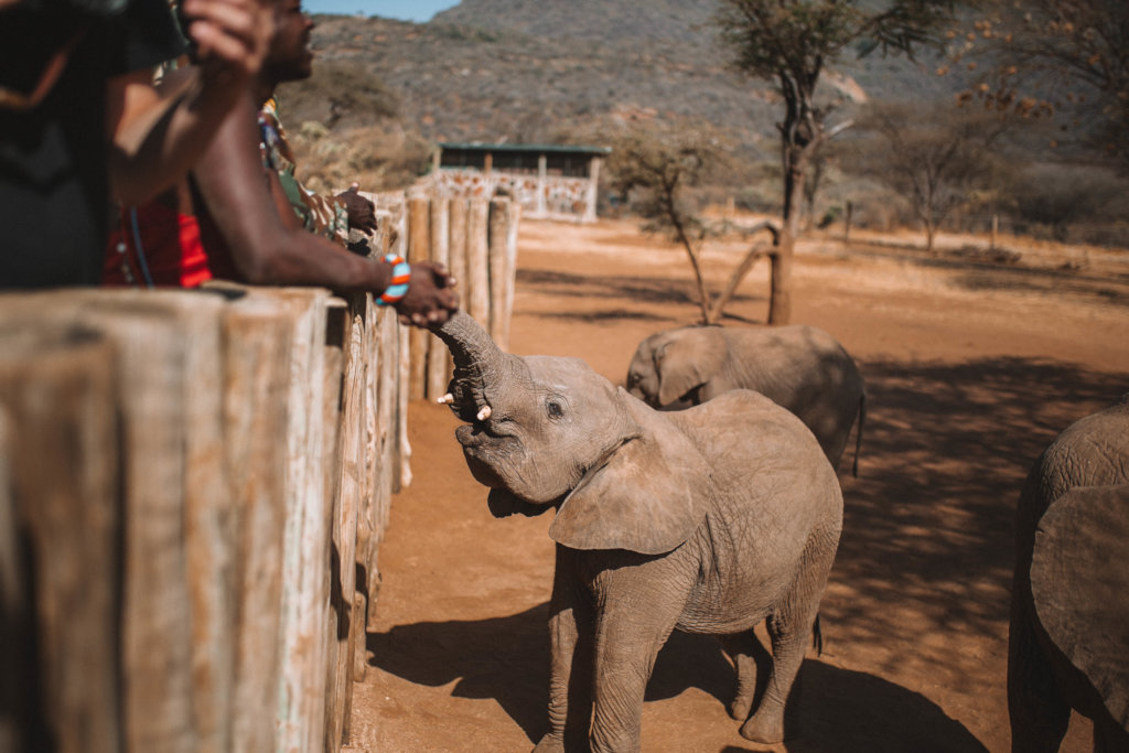 Supplies for Orphans at Reteti Elephant Sanctuary