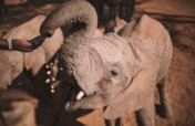 Supplies for Orphans at Reteti Elephant Sanctuary