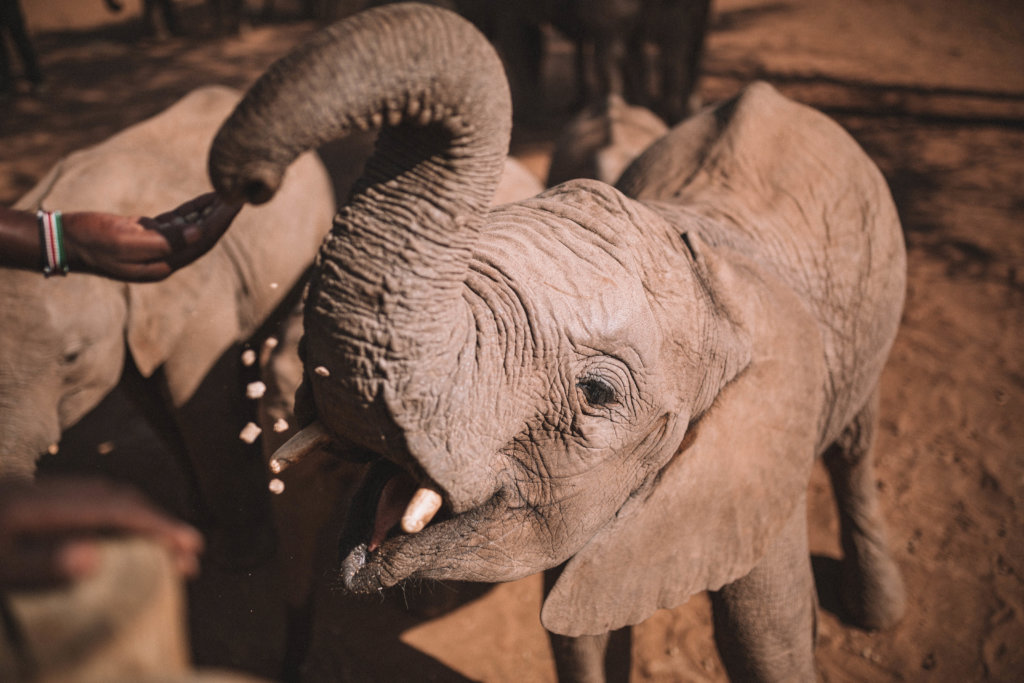 Supplies for Orphans at Reteti Elephant Sanctuary