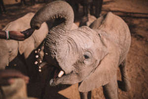 Supplies for Orphans at Reteti Elephant Sanctuary