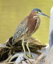 Butorides virescens - Green Heron in Punta Arena!