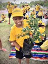 Planting lemons!
