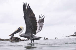 catch of the day by andres espinosa