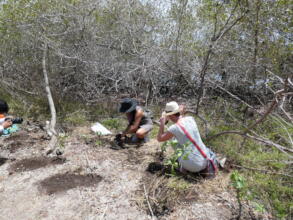 Latimpacto volunteers during the mangrove planting
