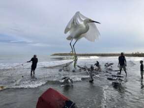 White heron - garza blanca