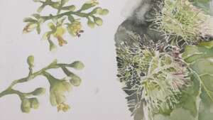 FLORA DETAIL IN WATERCOLOUR